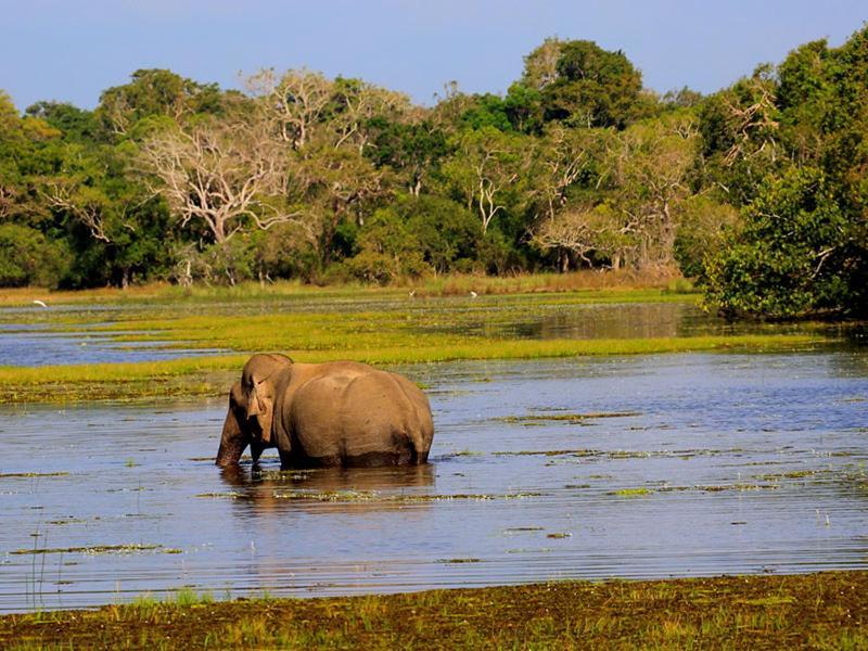 Tembo Cottage Wilpattu Bagian luar foto