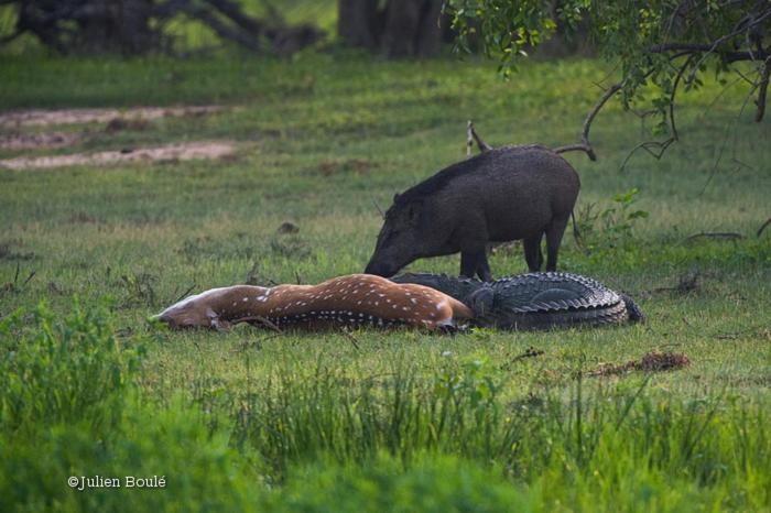 Tembo Cottage Wilpattu Bagian luar foto